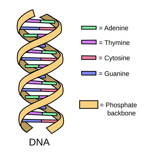 picture of dna molecule labeled.